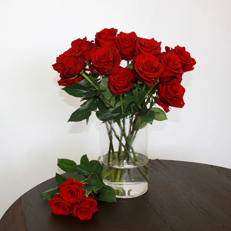Rote Rose Explorer Bestellen Im Rosenshop Lieblingsrosen