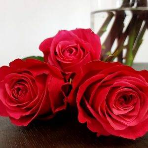 Das Besondere in den Rosen sehen - online bestellen bei Lieblingsrosen.com