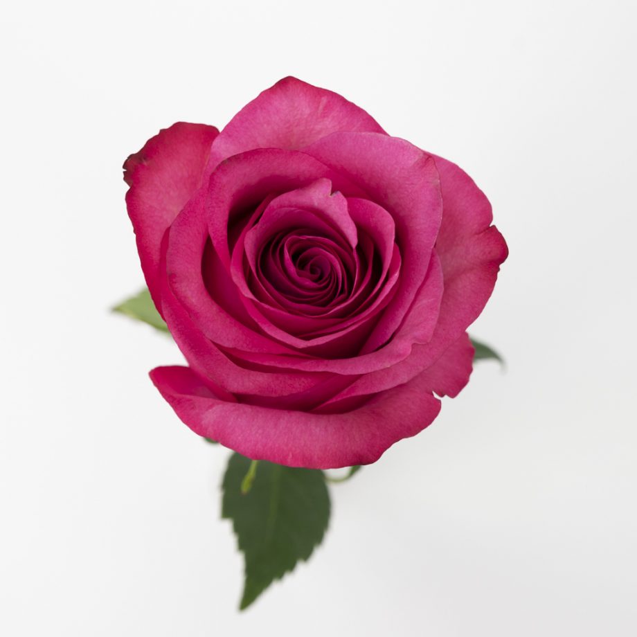 Pinke Rose Lola Bestellen Im Rosenshop Lieblingsrosen