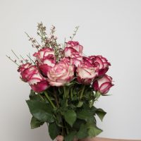 _DSC2364 Blumen für´s Büro